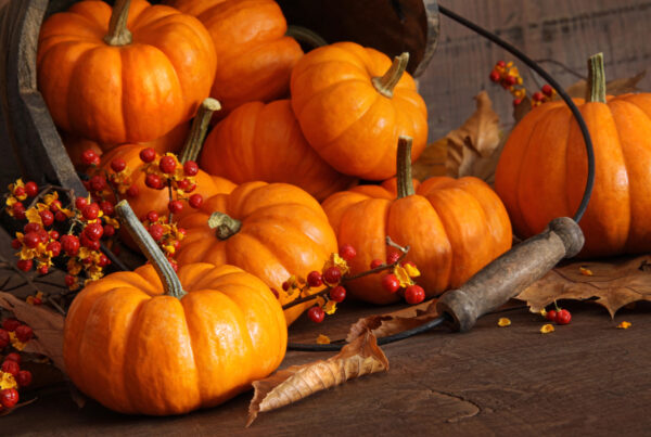 Pumpkins spilling out of bucket